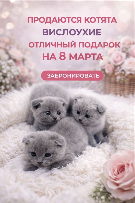 В продаже вислоухие котята.От правильной вязки.