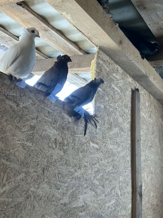 Jucători de Botoșani