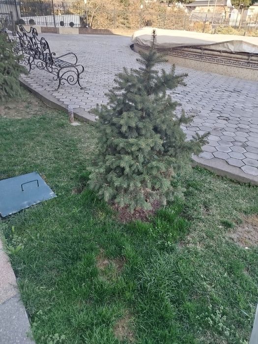 Продаются серебристоголубые ели прямо на ТКАД от