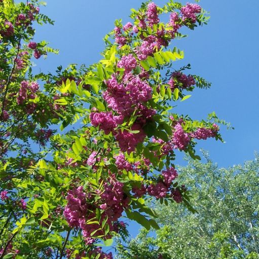 Salcâm Galben Vossi