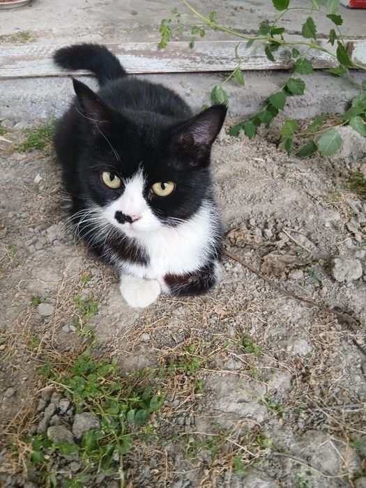 Отдам котят бесплатно