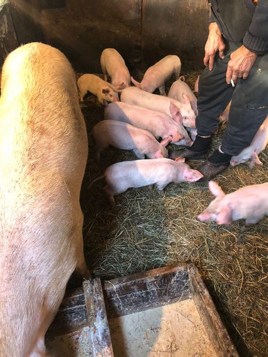 Продам месячных поросят