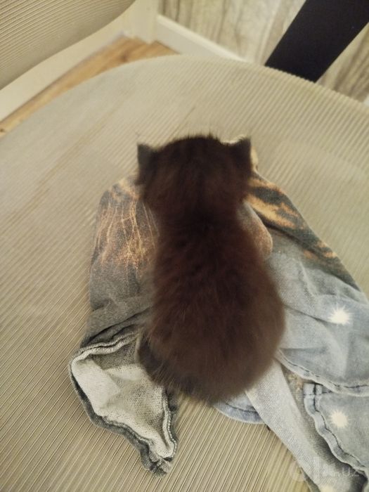 Отдам котёнка в хорошие руки