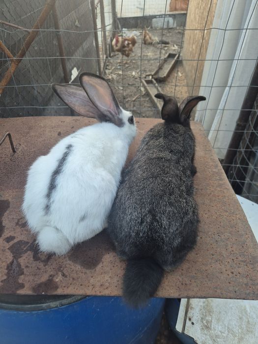 Disponibili iepurași