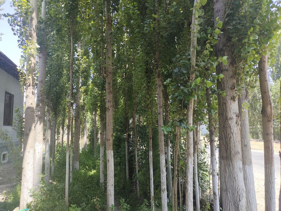 Teraklar sotiladi 70 ta