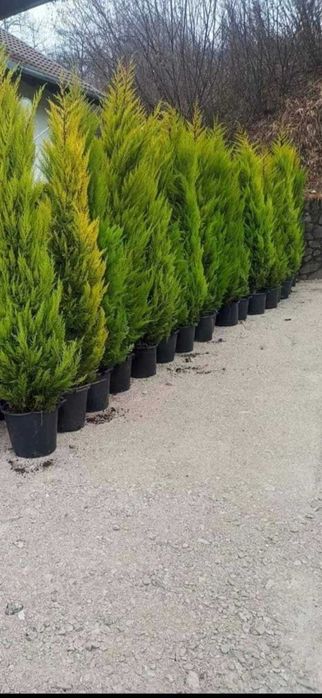 Plante ornamentala