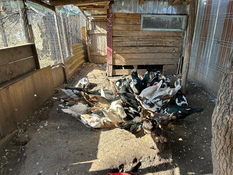 Vand rațe si rățoi