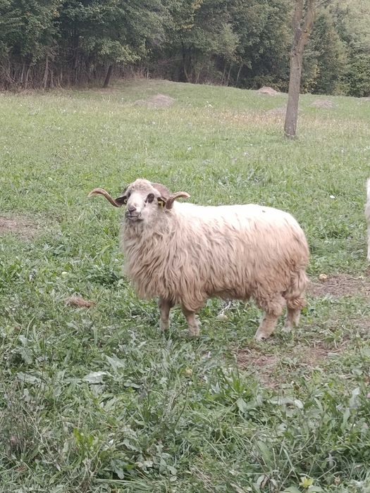 Berbec de prăsilă/ montă