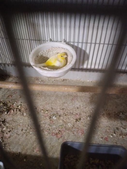 Канарека сотилади таёр мода