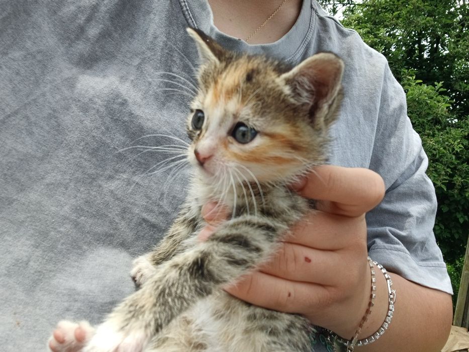 Adopție  pisoi foarte drăgălași