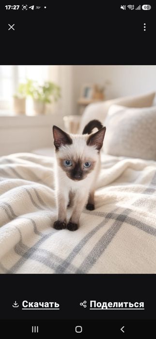 Обоятельные котятки
