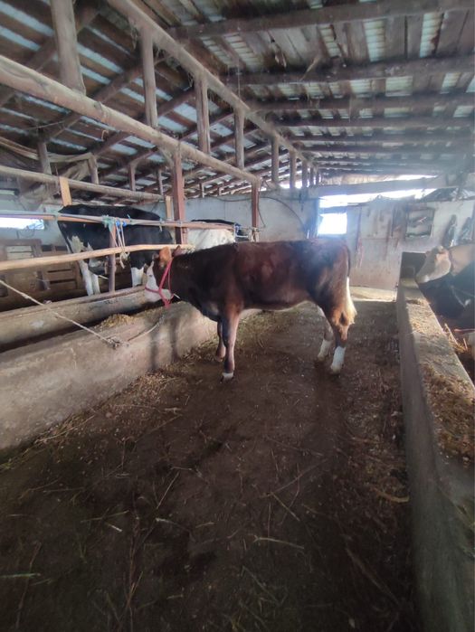 Vand vitea baltata romaneasca