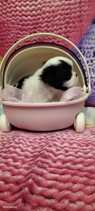 Девочка японского хина.