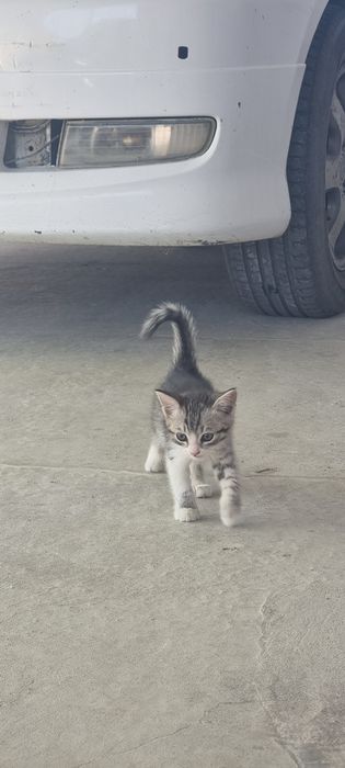Котёнок. малчик .еркек мысық