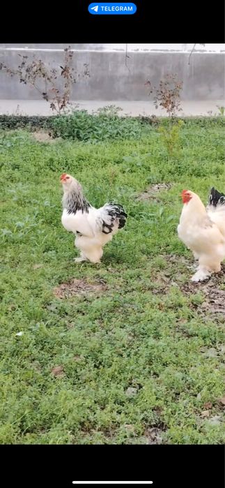 Brama xorozlar 3 dona, yirik, 6-7 oylik, sog‘lom