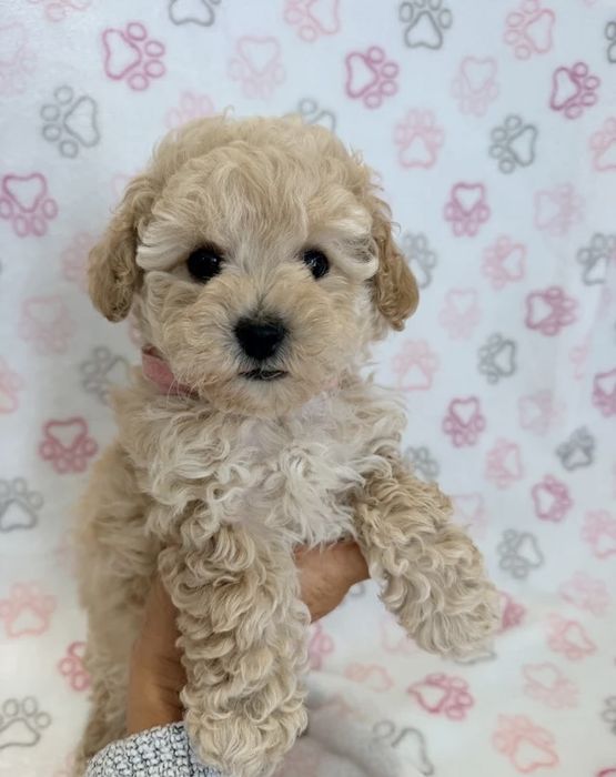 Caniche pudel poodle