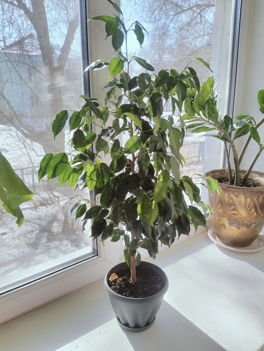 Фикус Бенджамина