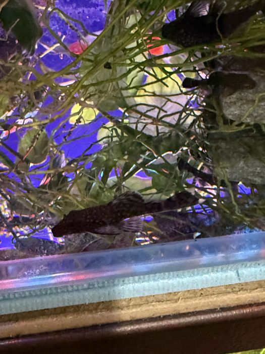 Прода анцитрусов