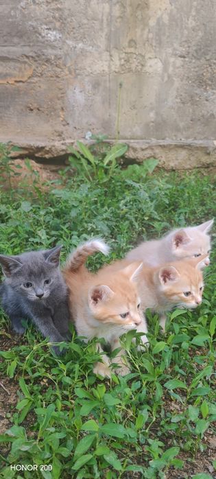 Отдам котят в добрые руки