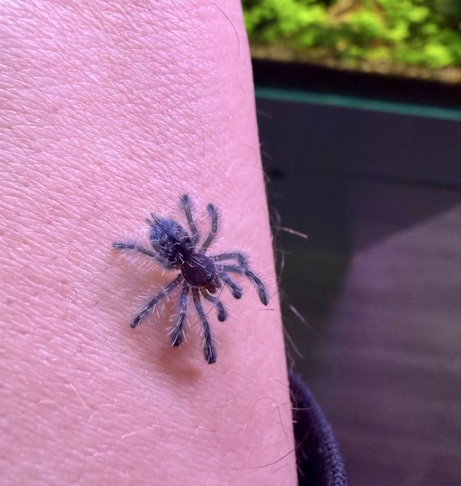 Tarantule si alte nevertebrate