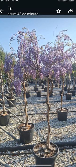 Arțar japonez magnolia Camelia plante ornamentale