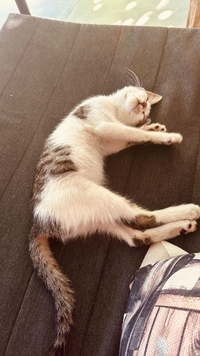 Pui de pisica spre adoptie