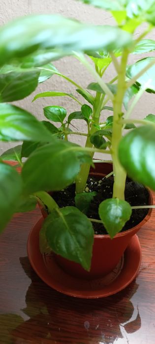 Комнатное растение Ванька мокрый