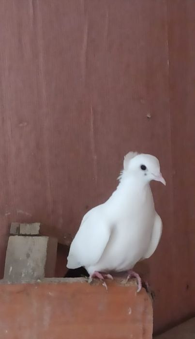 Продаю голубку чернашевка