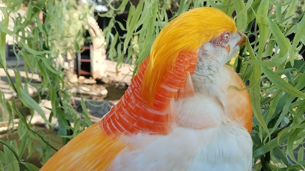 Fazani exotici , roșu,galben,piersica,violet.