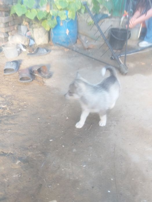 Продаётся собаки