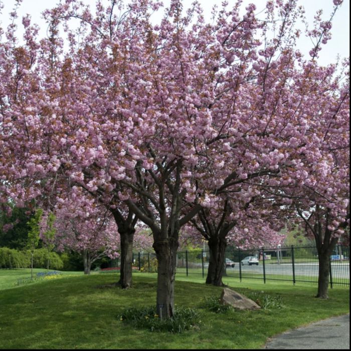 Ciresul japonez Prunus serrulata Kanzan