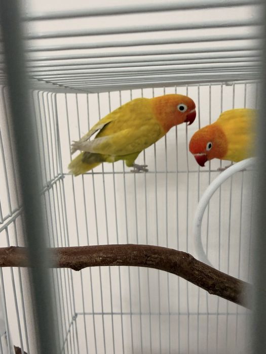 Попугаи неразлучники