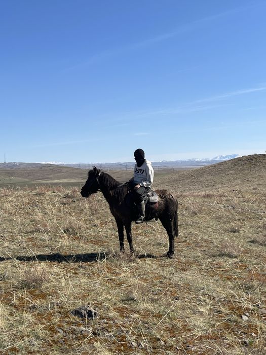 лошадь 1.5год обученный