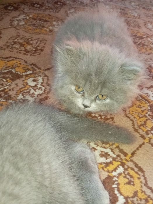 Скоттиш страйт породний мушук