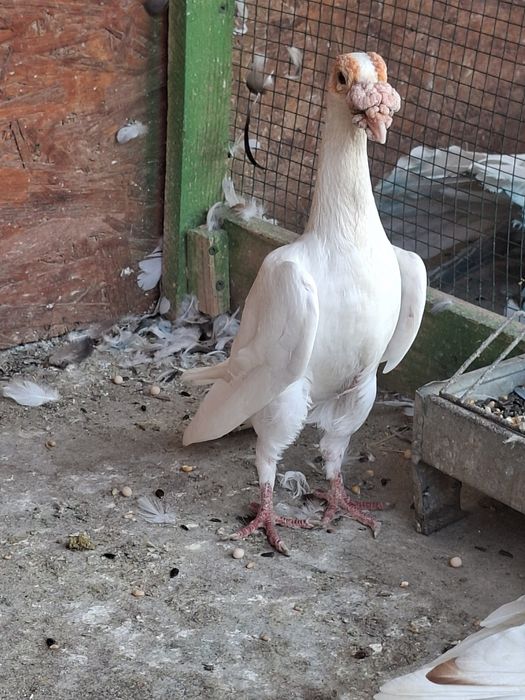 Porumbei carieri