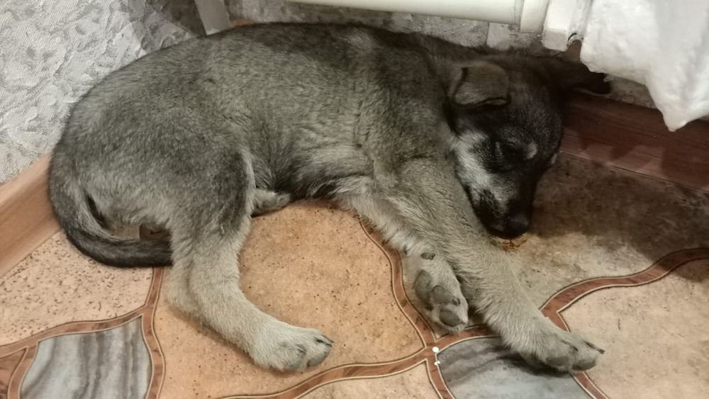 SoS. Срочно  ищем дом щенку.