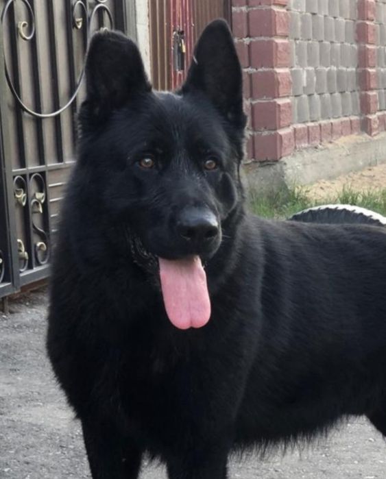 Предлагаются щенки Немецкой овчарки