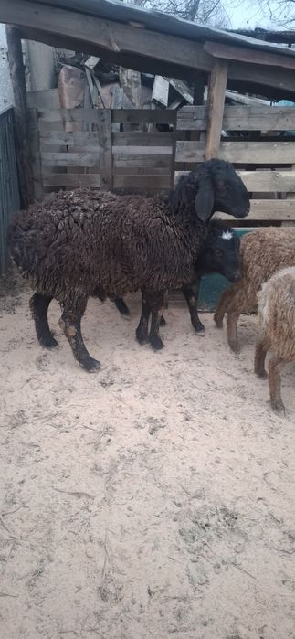 Гиссар чистокровный,баран