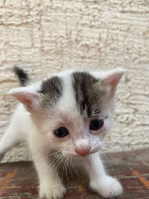 Отдам котят в хорошие руки