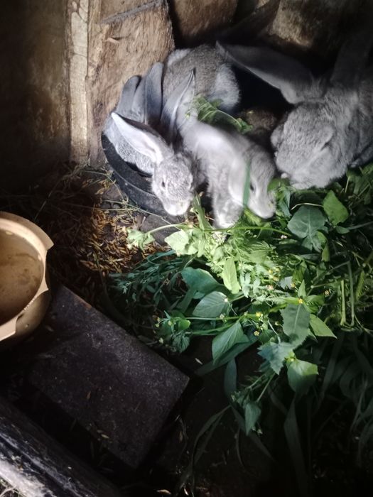 Продаются крольчата