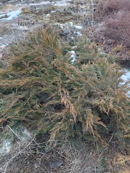 Продам дачный участок в с/о "Черемушки"