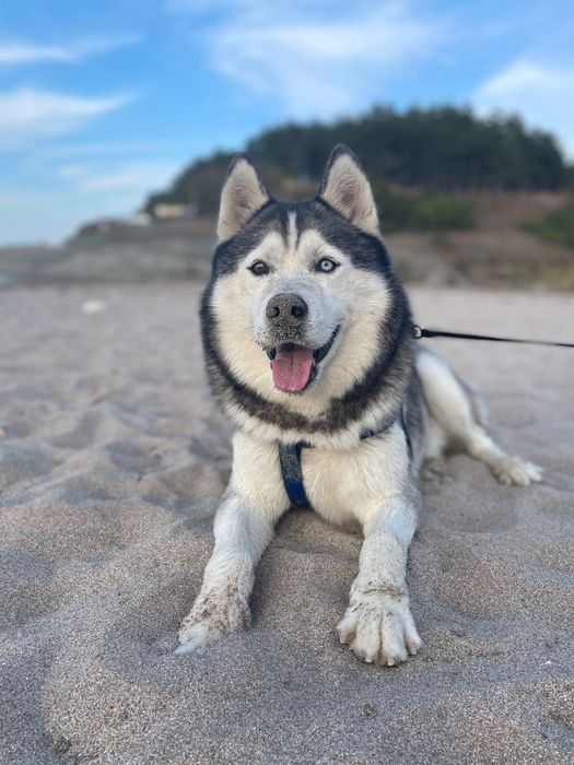 Бебета порода сибирско хъски –  за резервации