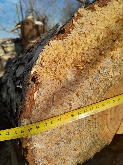 Борови mрупи Ф 350 mm и Ф450 mm