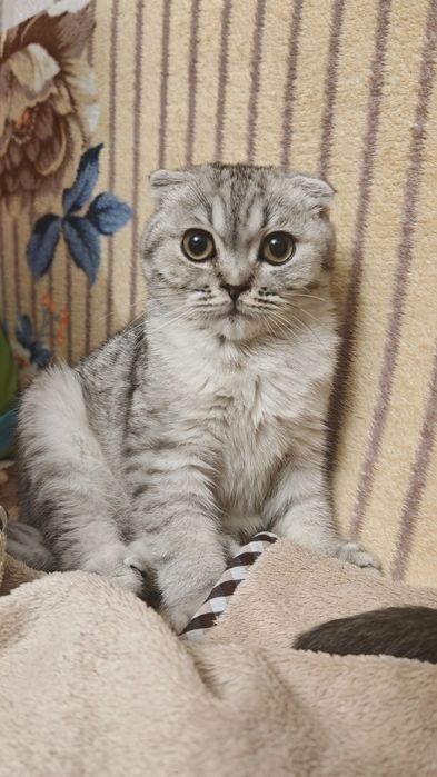 Котенок Скоттиш Фолд