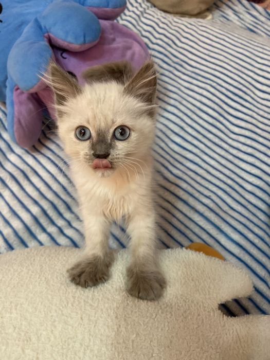 Отдам котят в добрые руки