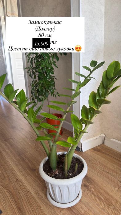 Продаю домашние цветы