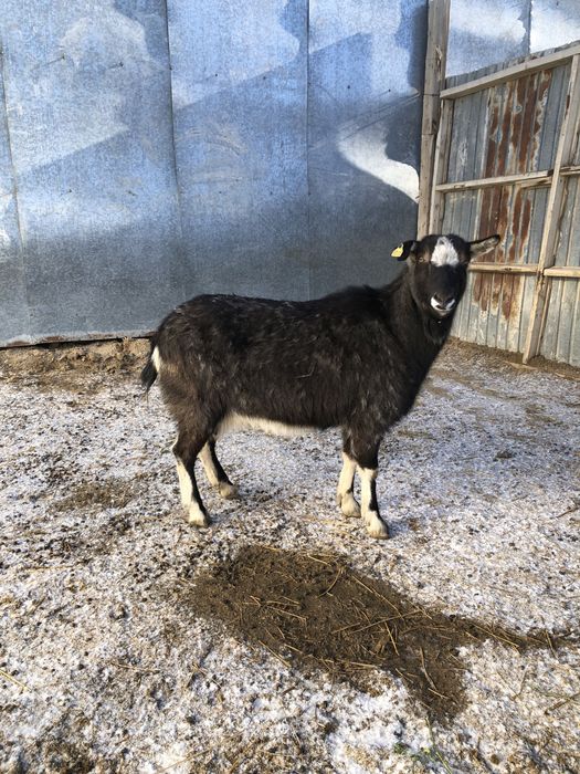 Занен/Альпы буаз ешкі сатылады