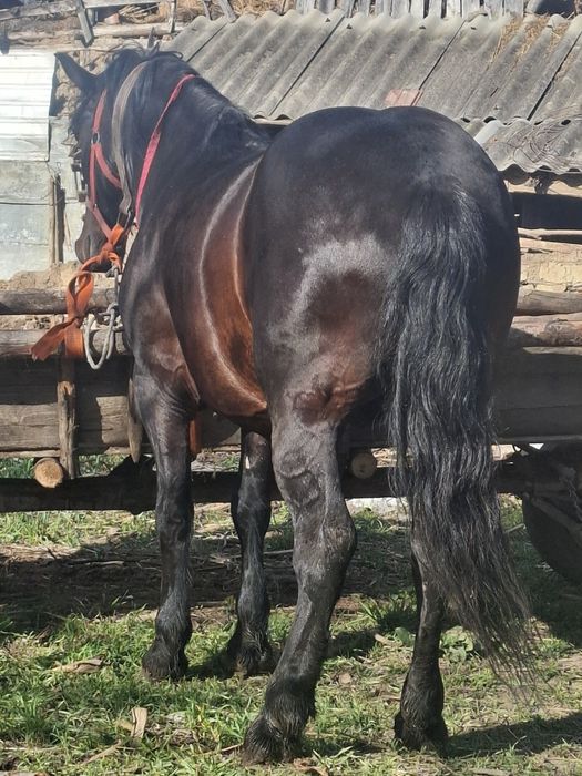 Vand cal castrat de 7 ani