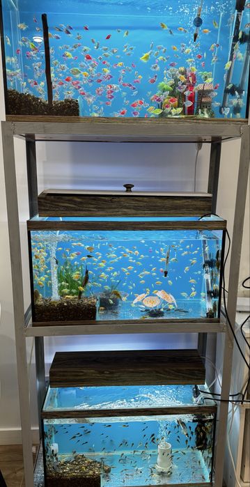 Аквариумные рыбки Тернеция и Анцитрус