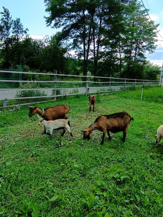 Capre alpina franceza